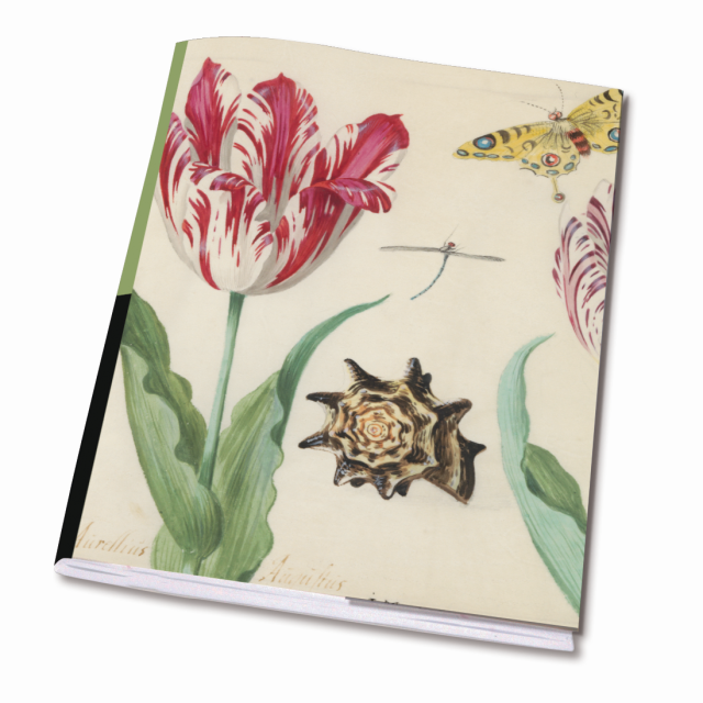 Schrift A5: Twee Tulpen een schelp, Jacob Marrel, Rijksmuseum