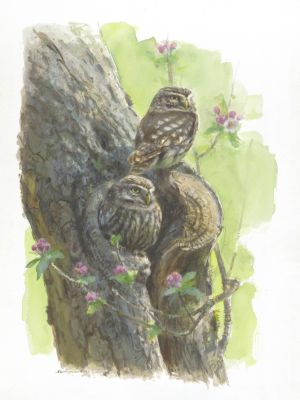 Giclée: 250e editie Vogelbescherming