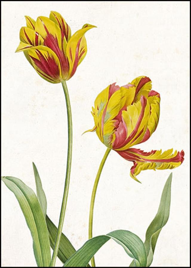 Tulipa Gesneriana Var. Draconlia & Tulipa Gesneriana Var. Luteo rubra, Piere-Joseph Redouté, Teylers