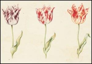 Drie tulpen