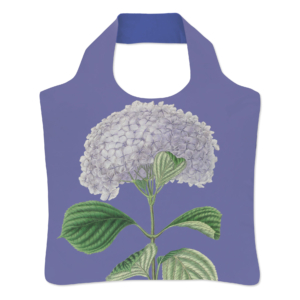Vouwtas: Hydrangea macrophylla ‘Otaksa’, Siebold, Hortus Leiden