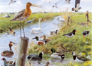 Puzzel (1.000 stukjes): Vogels, Elwin van der Kolk, Vogelbescherming Nederland – Natuurpunt